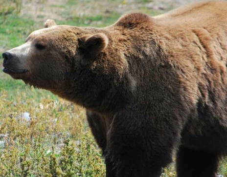 Burly brown bear